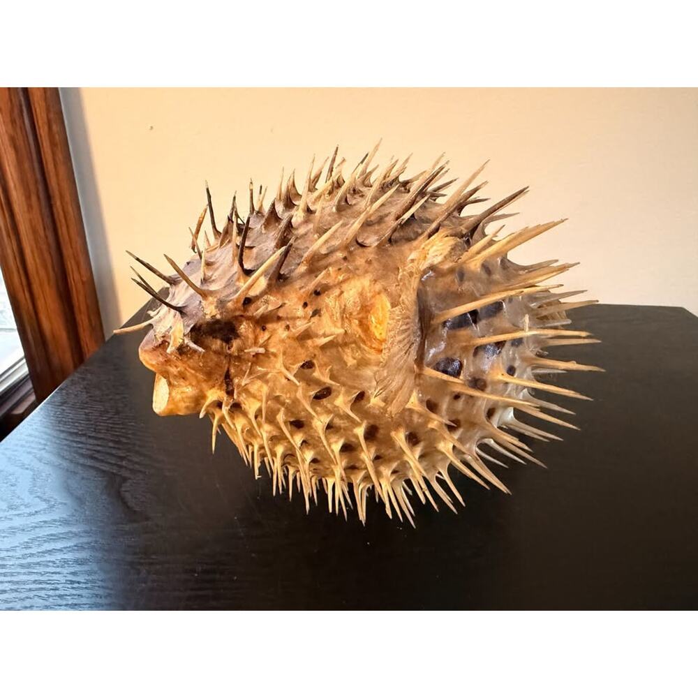 Small Pufferfish Blowfish w/ Spikes Tiki Nautical Bar Decor
